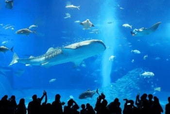 沖縄・美ら海水族館