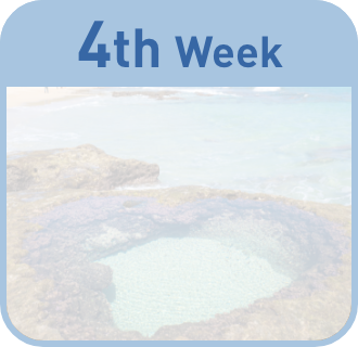 4th week
