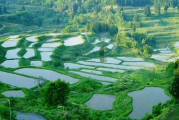 新潟の水田