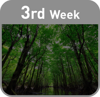3rd week