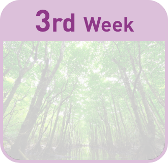 3rd week