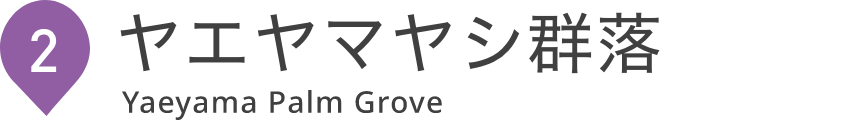 ヤエヤマヤシ群落